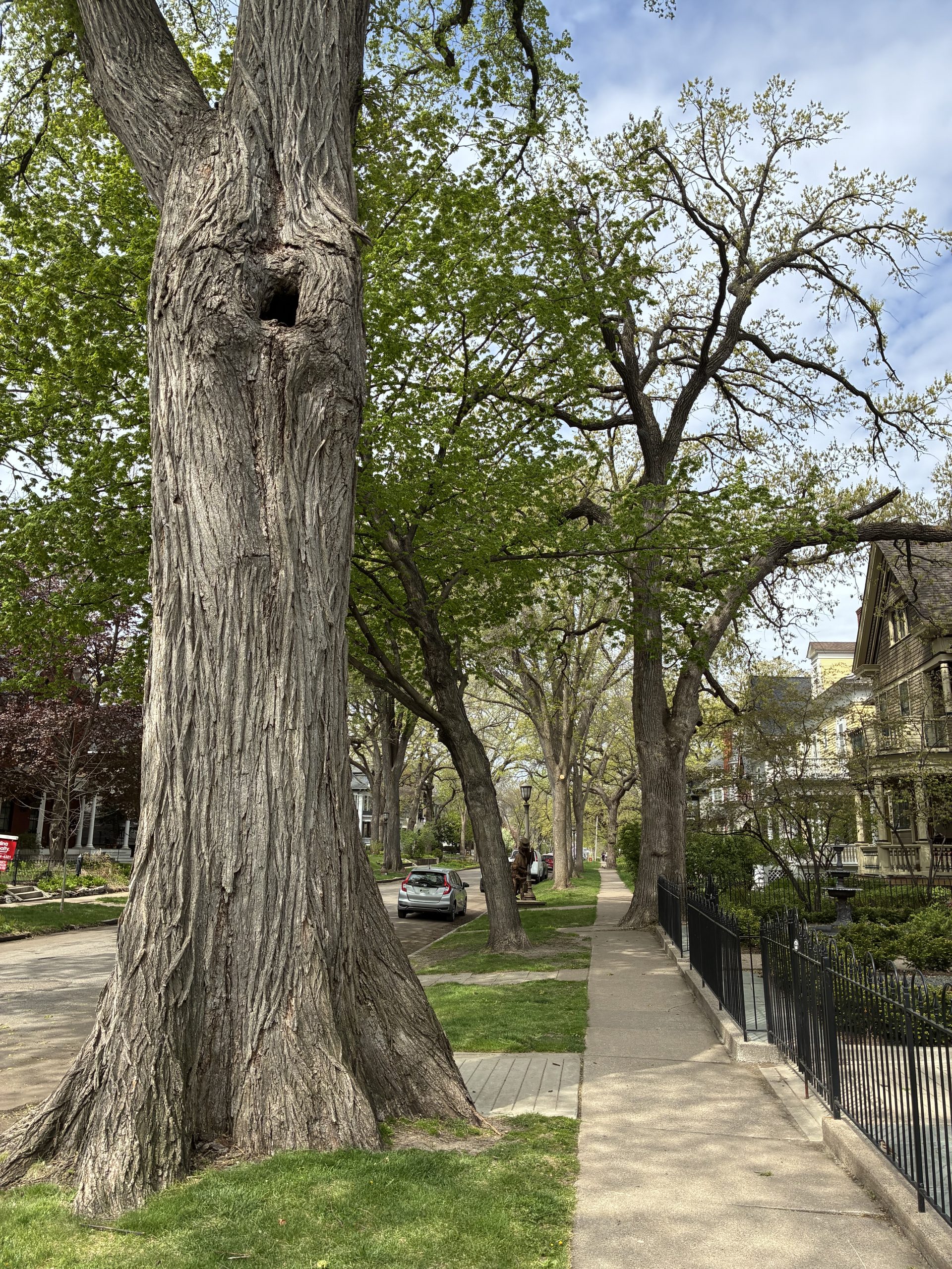 Magestic trees of Holly Avenue