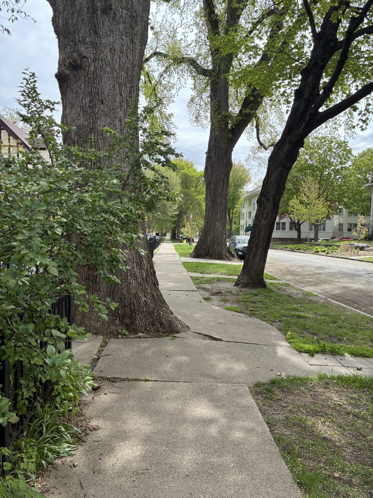 Laurel Avenue tree and sidewalk