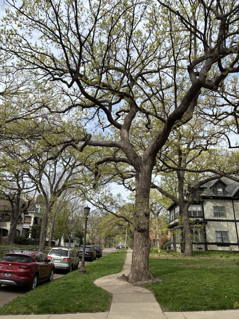 Oak branches